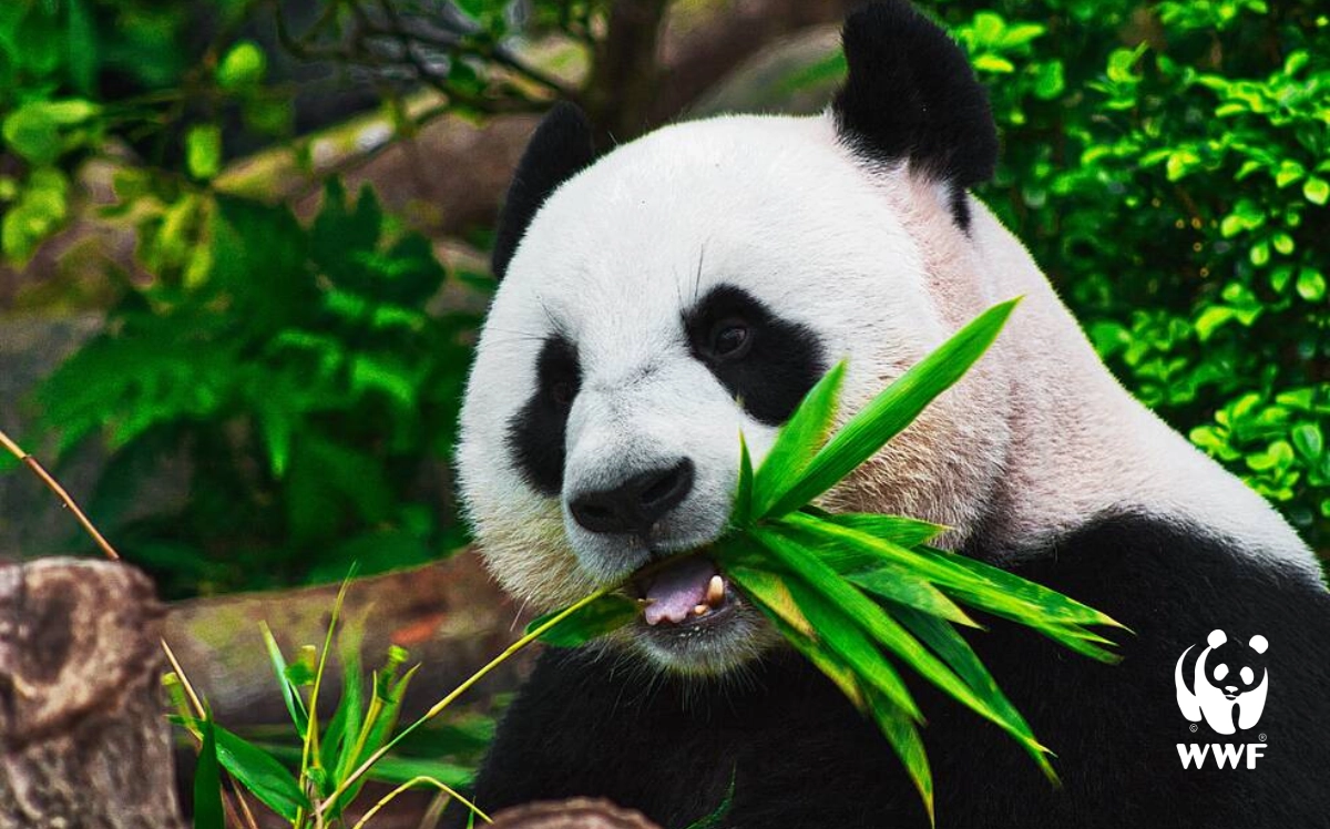 WWF